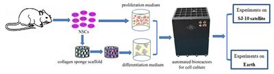 Systematic Analysis of mRNA and miRNA Expression of 3D-Cultured Neural Stem Cells (NSCs) in Spaceflight